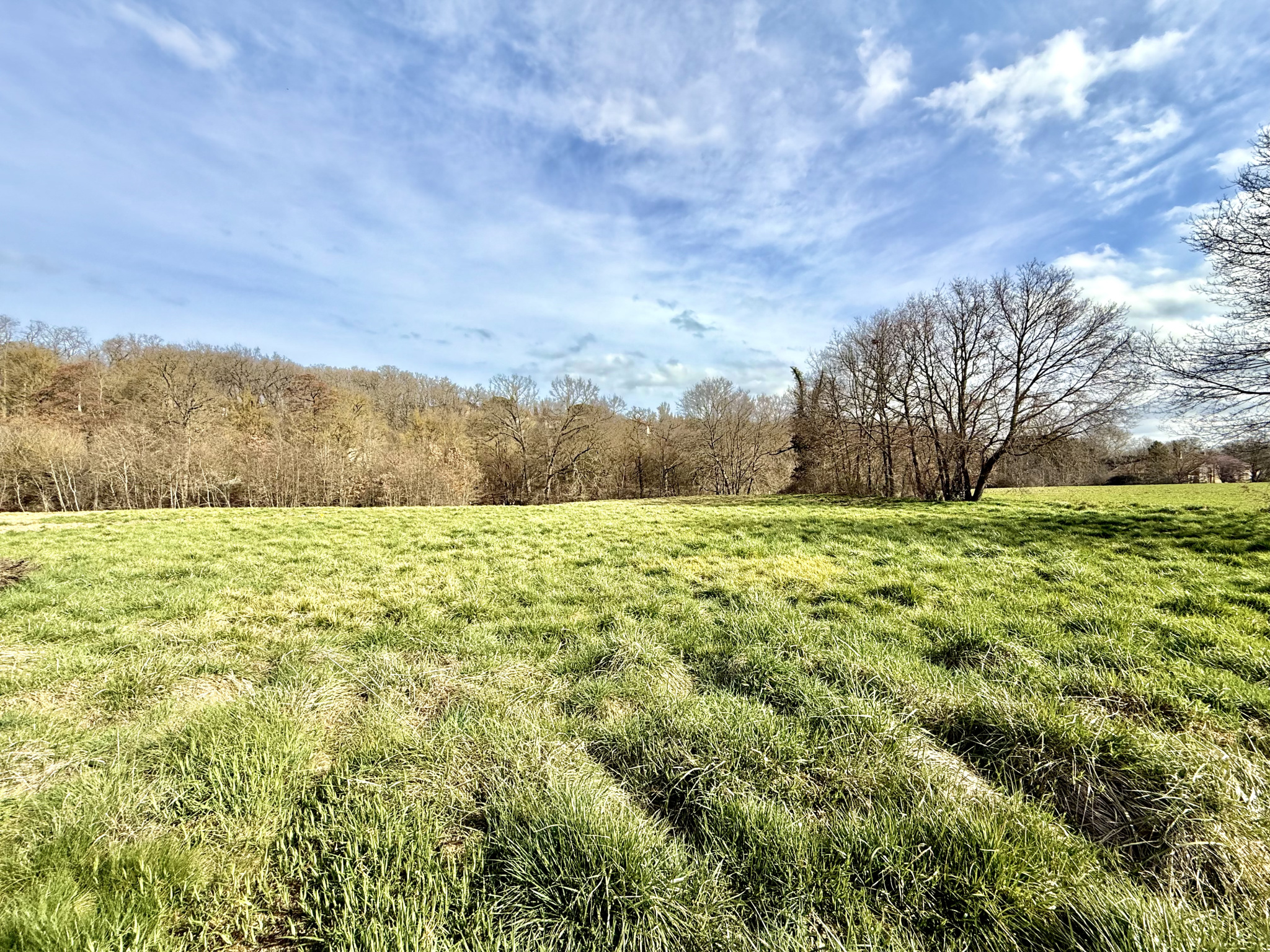 En face de la forêt