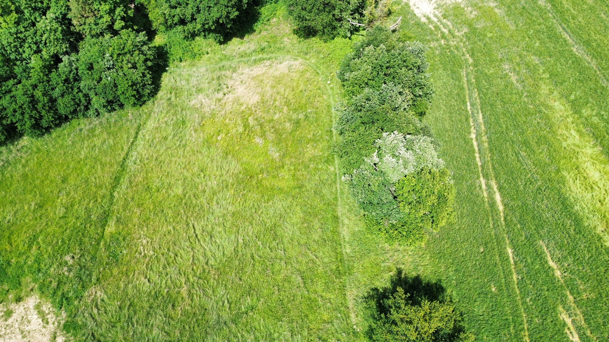 En face de la forêt